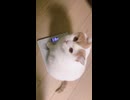 ホモと見る8.10キロのネコ