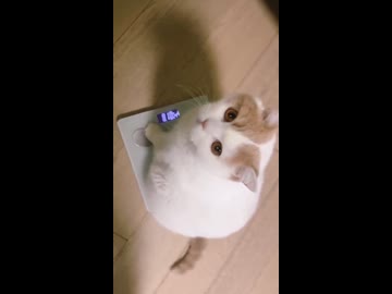 ホモと見る8.10キロのネコ