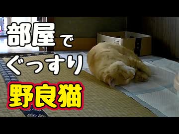 用意した部屋 気に入った？野良猫】