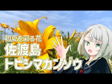トビシマカンゾウを見に行こう！！【紡乃世ことねのことちゃんねる】
