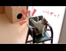 お兄ちゃんと風船遊びする猫