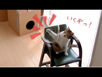 お兄ちゃんと風船遊びする猫