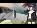 【01】釣ったら食べる！花梨センパイの放課後オカ釣り日誌【カツオ編】