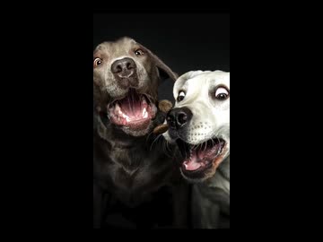 ホモと見る犬たちがおやつを食べる様子を撮影するカメラマン