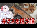 超ローカルお散歩　キツネを拾って運ぶ話