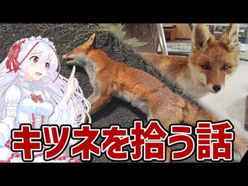 超ローカルお散歩　キツネを拾って運ぶ話