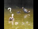 あんた誰！？□生後2日のカルガモ雛と25日のバン雛が出会った反応□✨