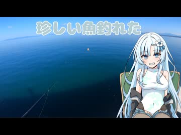 【VOICEVOXフィッシング】珍しい魚が沢山釣れた！【フカセ釣り】