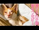 紙袋の中に捨てられてた子猫、重鎮猫から授かる