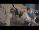 たった1分で分かるリムノスケリス