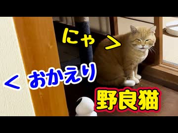 このあと すごい催促…【野良猫】【獣】