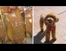 ケーキにアイス、ノンアルビールまで・・・物価高の中で拡大するペット関連市場　規模は約2兆円に　成長の背景は「食へのこだわり」