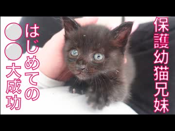 保護幼猫兄妹、初⚪︎⚪︎でファンファーレが鳴り響く