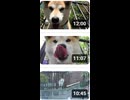 1巻(全3巻)・【日本のペット犬】2024年1月