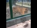 虎と猫