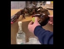 レモン絞り