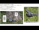 【SCP紹介】　教えて！　ゆかり先輩！　SCP-3047-JP - もしも私が鳥ならば、 あなたのもとへ飛んでいくのに