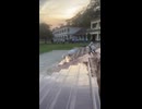 ヤギ