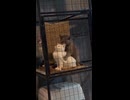 まっさーじねこ
