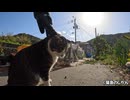 三匹の猫。さぶ・りゅう・茶々丸