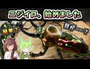 【クワガタ飼育】ニジイロクワガタを飼う