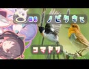 きりたんちょう #8 ノビタキとコマドリ 【ウナきり探鳥】
