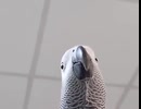 samsungの着信音オウム