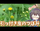 引っ付き虫の草、引っ付く前に食べて防ぐ！【コセンダングサ】