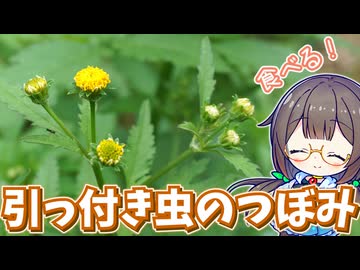 引っ付き虫の草、引っ付く前に食べて防ぐ！【コセンダングサ】