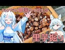 2025年10月17日　農作業日誌P1516　今年に入って初めての里芋掘りしたよ