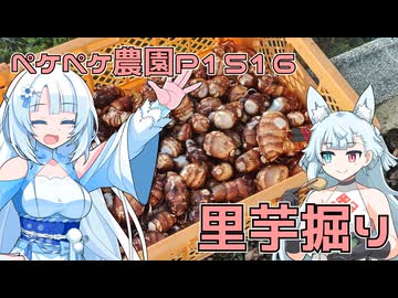 2025年10月17日　農作業日誌P1516　今年に入って初めての里芋掘りしたよ