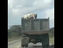 脱走ブタ