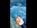 人間と遊ぶ魚