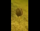 逃げる貝