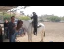乗馬を助けるウマ