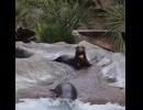 流れるアシカ