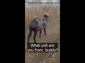 ホモと見る防弾ロバ