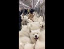 満サモ電車