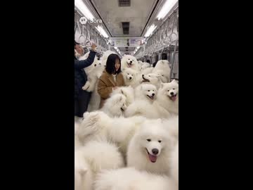 満サモ電車増量