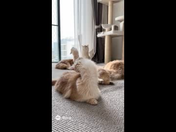 ナガネーコ