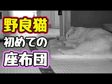 気持ちよさそうに寝てたんですが…【野良猫】