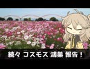 【VOICEVOX旅行】続々 コスモス 鴻巣 報告！【ラップっぽいなにか】