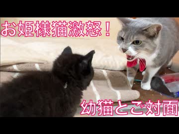 保護幼猫兄妹、珍妙オトナ猫たちと対面する