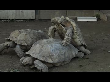 【ノーナレ動物動画】リクガメって大変だなぁって思った　Turtle mating (all males) 【到津の森公園】
