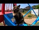 すべり台チャレンジ！今回の主役はサビ猫ちゃん！
