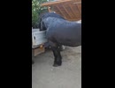 すごい馬