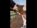 すねる牛
