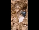 謎の魚