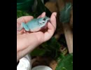 青いカエル
