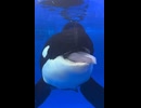 シャチ